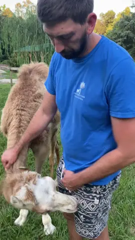 If you enjoy watching us PLEASE share and vote for us for best farm! https://freetimes.secondstreetapp.com/Best-of-Columbia-Voting-2022/gallery/334828560?fs=e&s=cl