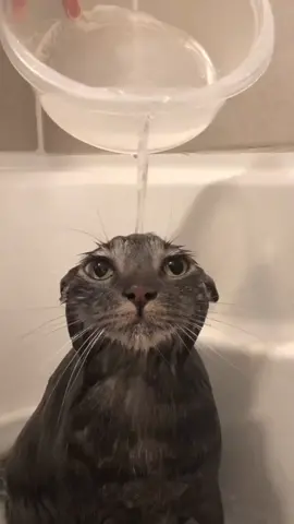 Wetcat