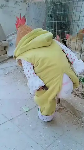 #chicken #rooster #funny #fun #foryou #funnyvideos #laugh #funnyvideo 🐔🐔😂😂😂