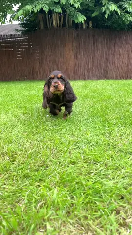 Cutest slow mo run ever 🤣 #puppy #cockerspaniel #cockerspanielpuppy #cockerspanielsoftiktok #puppiesoftiktok #puptok #slowmo #slowmorun #dogtrend #fyp