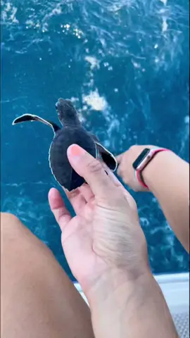 Hatchling release with @Loggerhead Marinelife Center #babyturtles #hatchlingrelease #greenseaturtles #loggerhead #loggerheadmarinelifecenter #jupiterlighthouse #aquaticanimalvet #vetmed