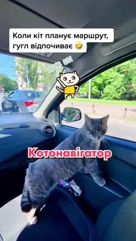 #едемвшотландию #сердючка #рушаємо #кіт #котики #рек #україна🇺🇦 #funnyanimals #funnyvideos #rek #ukraine🇺🇦