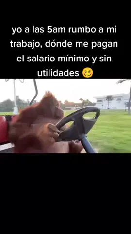 #rumboaltrabajo #mentepositiva #fuerzaregida #salariominimo #broma #Chango #Orangutan #utilidades