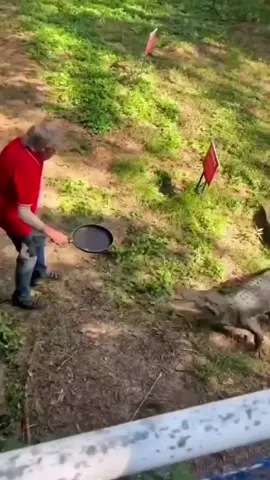 ¡De un sartenazo! En un video que se hizo viral en redes sociales, se puede apreciar el momento en que un cocodrilo ingresa al lugar donde se encuentra un anciano e intenta atacarlo. El hombre al ver la reacción del animal se defendió con lo primero que tenía a la mano, un sartén. #viral #anciano #cocodrilo