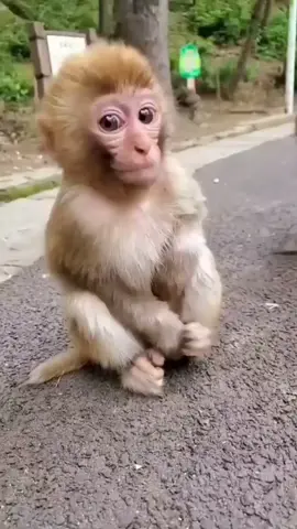 Çoook sevimli değil mi ?🤗#monkey #maymun #maymunlar #PUBGMobileMadGala #komikmaymunlar #bebekmaymun #comicmonkeys #cutemonkey #cutemonkeys #sevimlimaymun #adorablemonkey