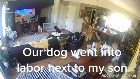 #viral #viralvideo #viraltiktok #funny #funnyvideos #dog #puppy #laugh #hilarious #scary #woof #baby