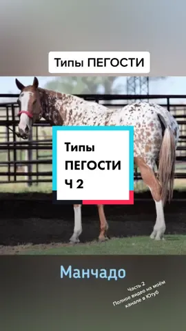 Ответ пользователю @frizantema #фризантемаинфо #мастилошадей #пегаямасть #манчадо #тобиано