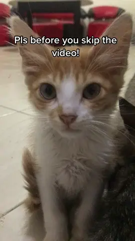 Pls help me save my kitties😔 #cat #kittens #meow #sos