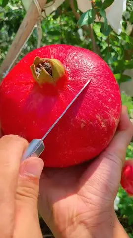 #رمان #رمانه #رمانة #احمر #الاشجار #سوريا #حوران #حوراني #سوريا_تركيا_العراق_السعودية_الكويت #بص #ادخل #سوريا #المهندس_محمود_السليمان