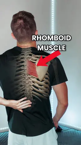 Pain in the mid back? Could be the rhomboid muscle! #backpain #mobilitytraining #strengthtraining