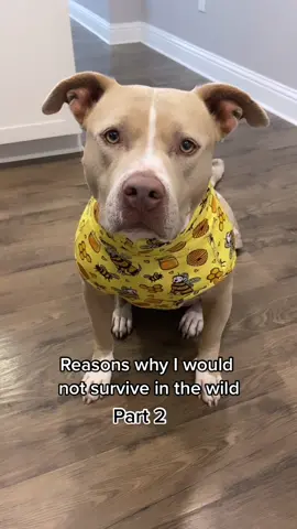 Can’t give up blankets and treats! #fyp #dogs #dogsoftiktok #cutedogs #dogtok #pitbull #pitbullsoftiktok
