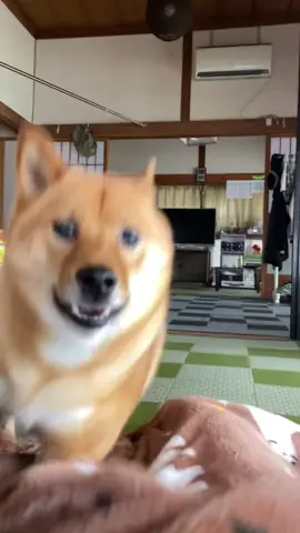 ただ柴が走ってくるだけの動画#柴犬 #犬 #犬のいる暮らし #shibainu