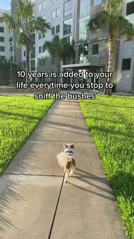 Ralph always stops to smell EVERY bush in sight 👀😭  does anyone elses dog do this??? #greenscreenvideo #mydog #dogmoms #loveyou #rescueanimals #animals #sniff #smell  #walks #dogsoftiktok #PetsOfTikTok #pets #outside #green
