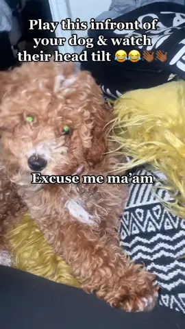 @Fendi 💛 #dogsoftiktok #fendi #fendithepoopchon #toypoodle