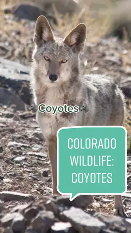 Ari wouldn’t stand a chance😭 #hikingwithdogs #hiketok #outdoortips #adventuredog #coloradoadventures #wildlifetiktok #coyote #coloradocheck