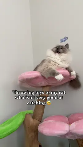 Need to work on that hand-eye coordination #catmemes #catmom #cattoys #ragdollcat #eeveeandyoshi #funnycat #cats #pets #fyp