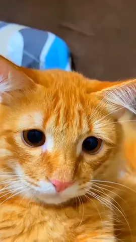 ib to: [@Mio si oyen]#fypシ #cat #cute #catsoftiktok #krypteix99 #foryoupage