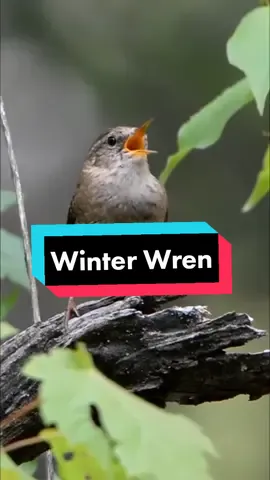 Winter Wren merupakan burung musim dingin asal Amerika Utara yg bersuara nyaring😍 #fyp #foryoupage #foryourpage #murai #muraibatu  #muraibatuindonesia #kicaumania  #kicaumaniaindonesia #mantenan #trucukan #kicaumanianusantara #muraibatumedan #snot #kehicapranting #kacer #kacermania #kacermaniaindonesia #pleci #talipocong  #anismerah  #plecimania #gacor #gacorsquad #burung #perkutut #cendet #cucakijomania  #hilangsuara #suaraserak #xyzbca #kenari #lovebirds  #jalakbali #wren #winterwren