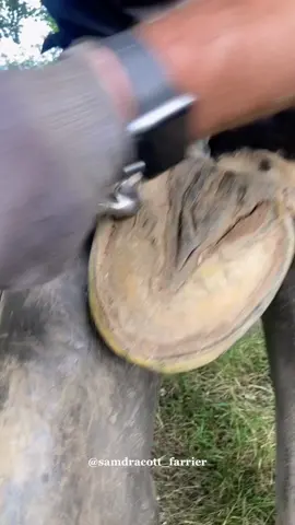 I will be partnering with an AI tonight at 8pm on @AI.explains.AI to help relax you with my ASMR farrier content 💤 see you there 😎 #asmr #oddlysatisfying #farrier #relaxing #ai