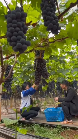 Grape Harvest 🥰 #nature     #agriculture #farmlife #plant #foryoupage