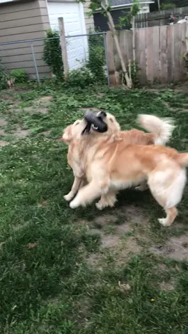 The boys version of fighting over the AUX cord 🎧🪩 #goldenretriever #blueberry #tubtalk