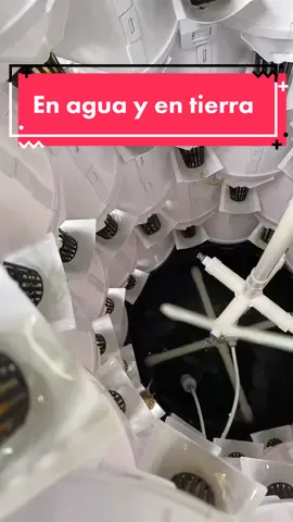 Tower garden #hydroponicgardening  #aeroponics #lettuce #fyp #hydroponic #puertorico #towergarden #foryoupagеs #verticalgardens #wepaaaa #boricuas🇵🇷 #plantas#garden#gardeners #jardinvertical#soundalert#smallaccountcheck #creators #trendingsoundalert  #agricultura🚜🌱 #sunflowers #girasoles🌻 #flowers🌼🍁🌸 #naturaleza#naturetiktok
