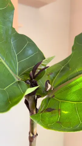 Fiddle leaf fig + keiki cloning paste ✨ #houseplants #plantstuff #keikicloningpaste #flf #plantcare #planttips