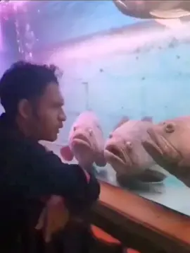 If one man speaks, three fish listen😂😂#fish #animal #animals #funny #fun