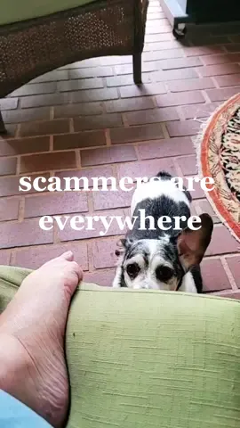 #extendedwarranty #skootch #dogsoftiktok