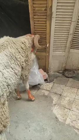 #كباش_العيد #الكباش #كبش #خرفان #خرف #عيد_الاضحى #حيوانات #animal #foryou #foryoupage #animals #fypシ #fyp