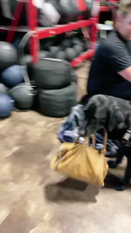 Does your gym dog carry your bag? #gymdog #crossfit