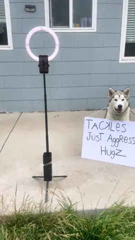 Fluffy Ball of Love #dogsoftiktok