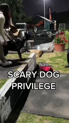 Working dogs ftw🤌🏻 #doberman #scarydogprivilege #workingdog