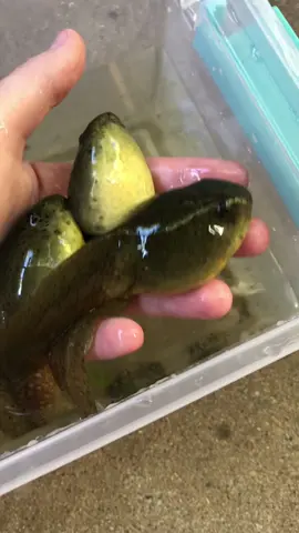 Bullfrog tadpooes are my FAVORITE 😍 #tadpole #pollywog #frog #frogtok
