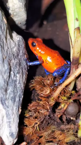 #frogstiktok #frog #frogtok #frogs #strawberry #poisondartfrog #poisondartfrog #amphibians #strawberrydartfrog #oophagapumilio #oophaga #tiktok #viralvideo #viral #animalsoftiktok #animals #animal #dartfrog #dartfrogs