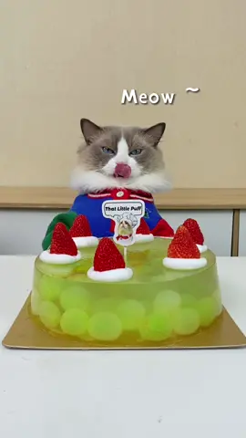 Miss our ASMR? #ThatLittlePuff #catsoftiktok #Puffanythingyoulike