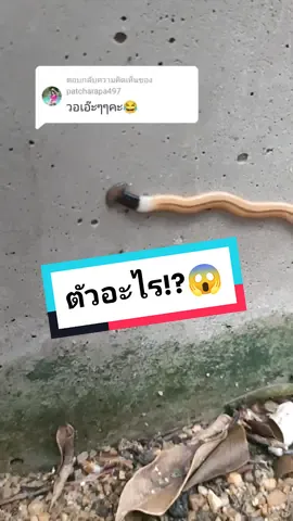 ตอบกลับ @patcharapa497 คือตัวอะไร!!เรียกว่าอะไรดี🤣🪱🦠😱#อยากรู้ต้องลอง #คนไทยเป็นคนตลก #สอนให้รู้ว่า #TikTokUni #วิทย์ที่คุณไม่รู้ #สัตว์เลี้ยงการละคร #สวนสัตว์tiktok #ของเล่น #พระบิดา #สไลม์ #บ้านฉันสนุกเว่อร์ @บีไง''