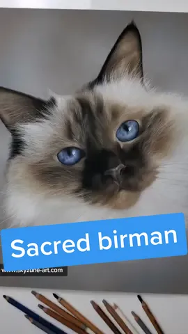 What do you think?😊#artwork #fineart #artist #art #skyzune #bestart #drawing #catdrawing #catlove #drawingmaster #animaldrawing #animal #cat #pet  #catlover #petart #pastel #pencildrawing #petpainting #hyperrealism #realisticart #realisticdrawing #talented #viralart #creative #cute #sacredebirmanie #sacredbirman #ragdoll #sacredbirmancat #ragdollcat