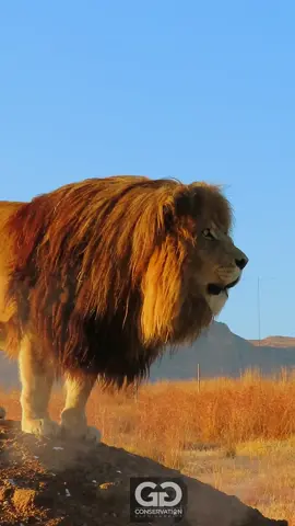 There are roars, loud roars, and there are spine chilling roars 😱 Daniel, you are King.. show it..roar it...proclaim it ... it is yours to take with that all commanding roar of Africa. 👑🦁👑