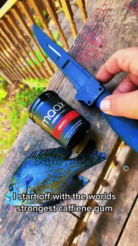 How I fillet a tiny bluegill EDUCATIONAL VIDEO #fyp #catchcleanandcook #beardedfisherman #fishing #fish #maaxgum