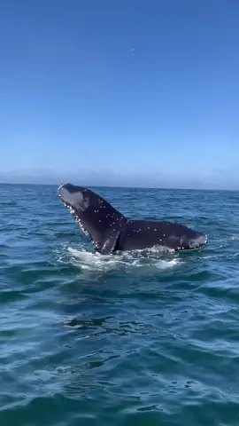 Can you see the head of this friendly whale underwater?  We love friendly whales, and when the whales decide to get friendly with us we do take some precautions for their safety such as turning off engines and don’t move the boat until the whales swim further away.  🔗Book your trip today using link in bio!  #whales #seemonterey #whalewatching #rissosdolphin #tail #dolphins #friendly #media #wildlife #wildlifephotography #viralvideo