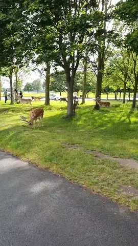 #Ireland🇮🇪 #Dublin #phoenixparkdublin