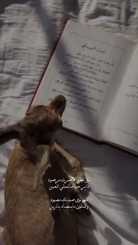 مثل الظبي لـا صرت مرصود :                                           #اكسبلور #fyp #fypシ                                                #4u #parati #غزال