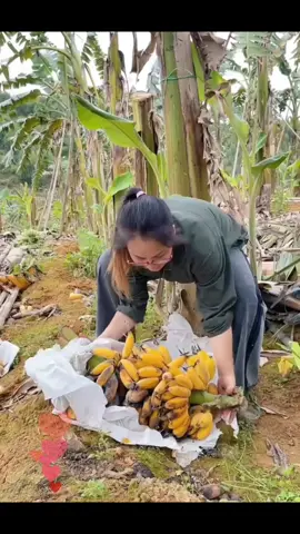 OMG,Do you know why she threw the bananas away😃#fruit #fruits #capcut #plants #conuntryside #usa #relx #asmr #satisfying #nature #foryoupage #foryou#bananas