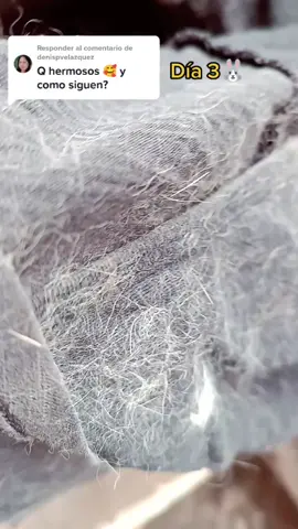 Responder a @denispvelazquez ya se distingue el color que tendrán y están todos bien en su nuevo nido🥰 🐰#conejostiktok #conejosbebes