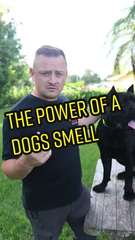 Did you know a dogs ￼sense of smell is #animals #cane #canecorso #canecorsoitaliano #canecorsolove #canecorsolover #canecorsolovers #canecorsomania #canecorsomastiff #canecorsoofinstagram