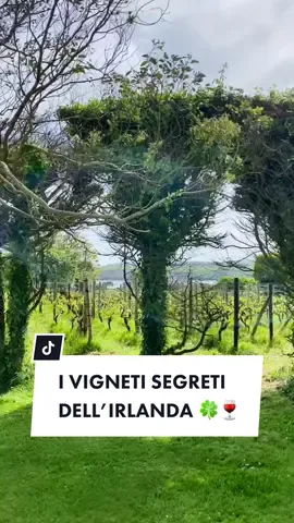 La storia dei vigneti segreti dell’Irlanda dove nasce il vino dei celti 🍀🍷 #trotterwine #vigneti #viticoltura #andreazigrossi