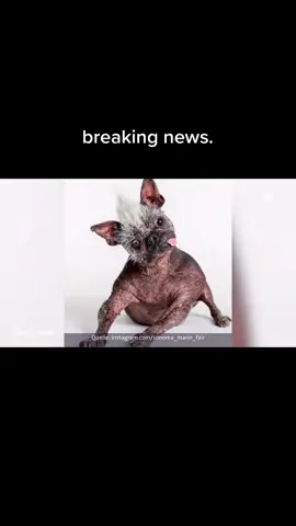 #dog #dogsoftiktok #hund #hundevideos #hundeliebe #news #tv