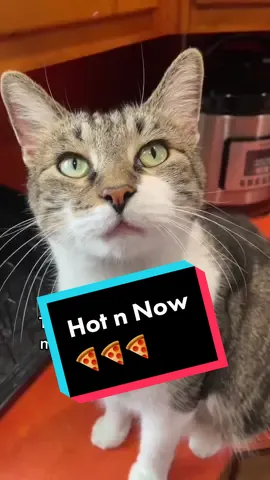 I hope he delivers. #fyp #catsoftiktok #foryou #cat #pizza #devil #delivery #funny