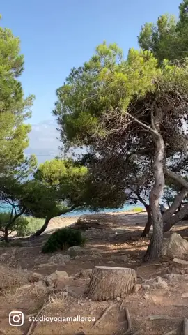 Yoga paradise in Mallorca. #centrodeyoga #mallorca